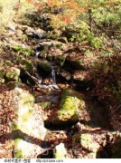 采石場綠化植物選擇